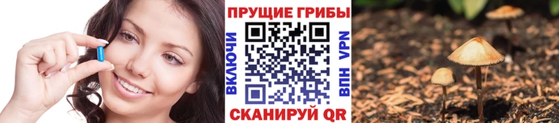 darknet Telegram  Бородино  Галлюциногенные грибы мицелий  МЕГА tor 